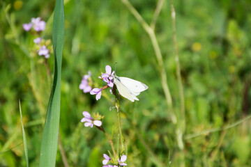 Close-up of a bright white or pale yellow butterfly (Pieridae family) sitting on a vibrant yellow flower. Summer wildlife and macro nature shot in lush green foliage.