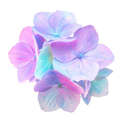 Obraz premium Hydrangea Blooms: A close-up view of delicate hydrangea blooms, their petals painted in a soft, dreamy palette of pastel blues, lavenders, and pinks. Their beauty and intricacy shine through.