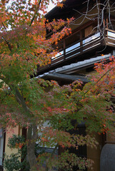 The maple tree beginning to turn red at the entrance of an old Japanese house / 日本の純和風な古民家の玄関先で赤く色づき始めた一本のモミジの木