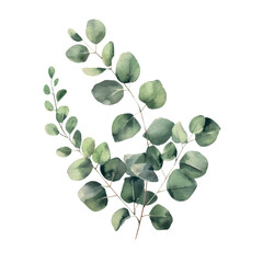 Delicate watercolor eucalyptus branch in soft green tones for branding, packaging and botanical design. Vector