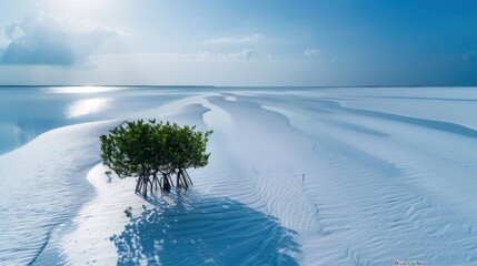 Aerial Drone View of Large Scale Mangrove Reforestation Project in Coastal Mudflats showing Young Saplings and Blue Carbon Concept at Sunset
