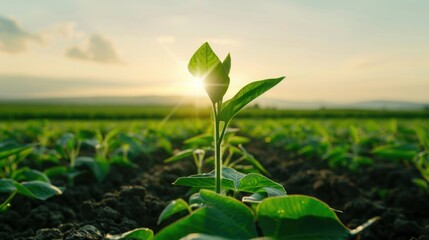 Cinematic Organic Soybean Field Landscape at Sunrise with Negative Space for Text Overlay featuring Golden Hour Lighting and Sustainable Farming Concept