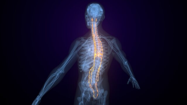 Male spinal cord nerves anatomy. 3d render