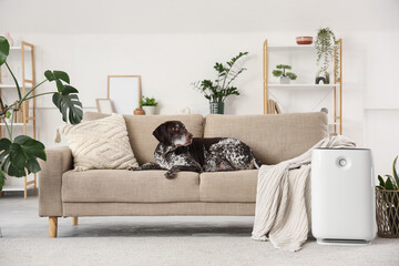 Cute German Shorthaired Pointer dog with modern air purifier lying on sofa in living room