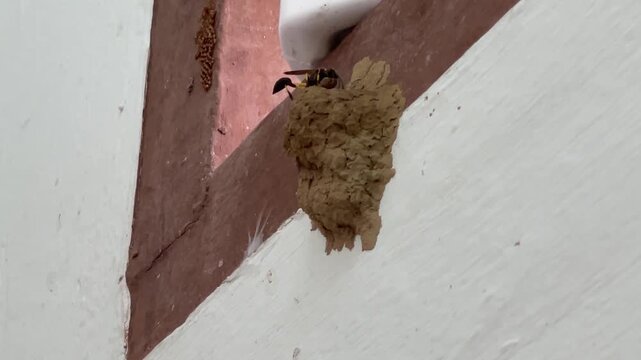 A macro view of a mud dauber wasp Sceliphron attaching fresh mud to a flat exterior wall to build a tube-shaped nest, demonstrating instinctive insect engineering.