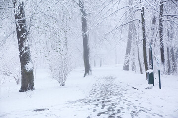 Park trees covered with snow, first snow