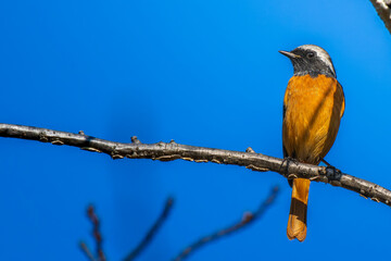 枝にとまるジョウビタキのオス