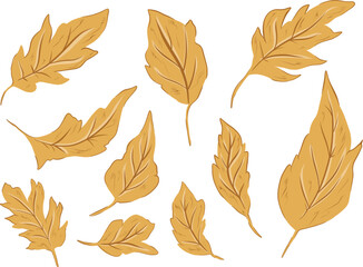 Obraz premium Autumn Leaves Vector Set: Golden Botanical Illustration