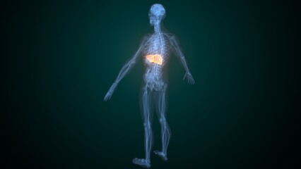 Obraz premium Male liver anatomy. 3d render