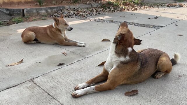 Two Street Dogs doing  workouts and yoga on Pavement Outdoors early morning in india