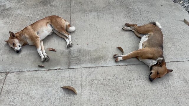 Relaxed Street Dogs Resting on Pavement Outdoors