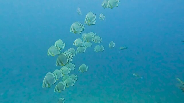 Underwater tropical marine scenery with large shoal of Orbicular batfish Platax orbicularis swimming in open blue water in Red Sea Egypt