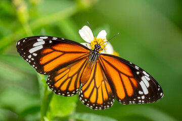 Fototapeta premium Common Tiger butterfly - Danaus genutia, beautiful common butterfly native to the meadows and grasslands of South and Southeast Asia, Vietnam.