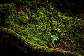 Close-up of vibrant green moss covering a forest log, with small leaves adding natural detail. Rich textures and earthy tones create an organic, calming woodland scene.