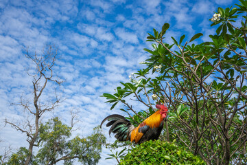 Colorful rooster standing freely on green bushes under blue sky with trees around, representing organic free-range poultry farming, eco-friendly animal husbandry, and natural livestock raising.