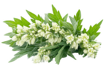 Mugwort of white and green flowers with leaves isolated on transparent background. Fresh white mugwort with green leaves and flower buds isolated on white background.