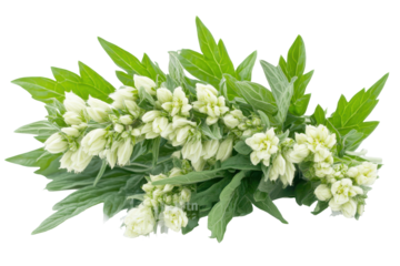 Mugwort of white and green flowers with leaves isolated on transparent background. Fresh white mugwort with green leaves and flower buds isolated on white background.