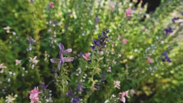 Salvia horminum with tall, branched stems and multicolored flowers, growing in a Siberian plant nursery. This vibrant sage from the mint family thrives in dry soils and full sun.