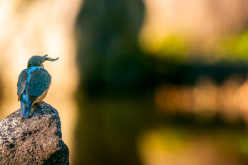 岩にとまるカワセミ