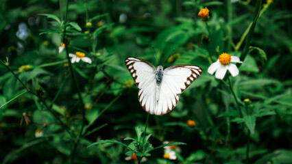 White Butterfly on Wild Daisy Flower in Green Garden