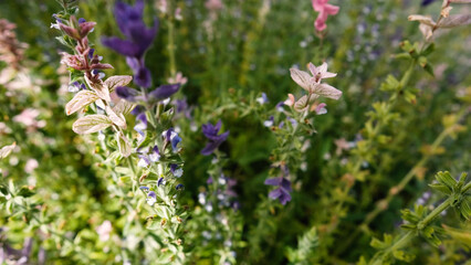 Salvia horminum with tall, branched stems and multicolored flowers, growing in a Siberian plant nursery. This vibrant sage from the mint family thrives in dry soils and full sun.