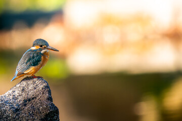 岩にとまるカワセミ