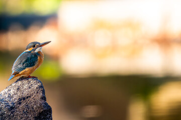 岩にとまるカワセミ