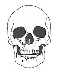  Illustration of a human skull with simplified anatomical details on a black background, clean lines and high-contrast style
