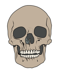  Illustration of a human skull with simplified anatomical details on a black background, clean lines and high-contrast style
