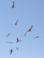 A flock of seagulls flying in the sky
