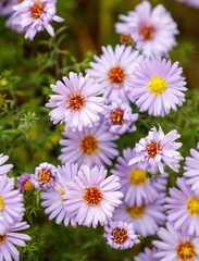 A bunch of purple flowers with yellow centers