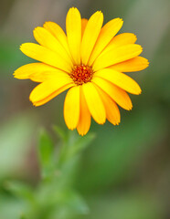 A yellow flower with a red center