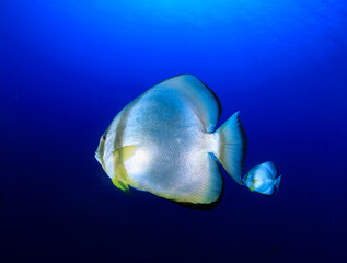 Two batfish swim calmly in the intense blue ocean.