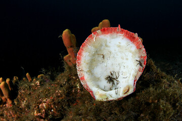 A flat white shell on the seabed at night.