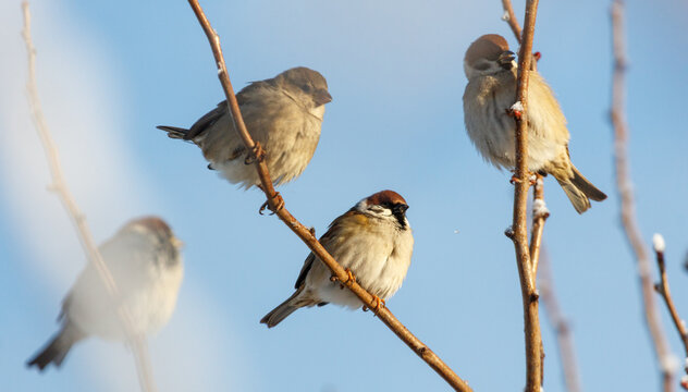Four birds are sitting on a branch