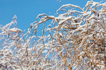 A tree with snow on it