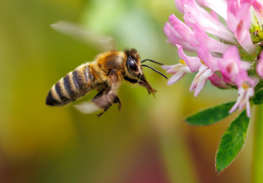 A bee is flying over a pink flower - Powered by Adobe