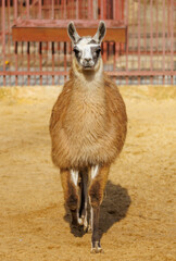 Obraz premium A brown and white llama is walking in a dirt field