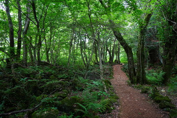 Obraz premium fine spring path though mossy rocks and old trees