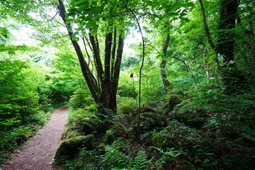 fine spring path though mossy rocks and old trees