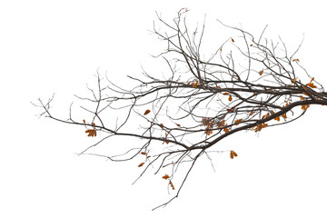 Photo of a natural oak branch with leaves on a transparent background