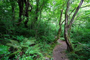 fine spring path through old trees