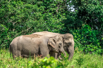 Fototapeta premium Wild elephants have large bodies, a large, fat body, and a long trunk. Elephants are herbivores.