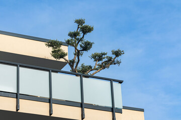 Obraz premium Tree growing from balcony in modern building under clear sky