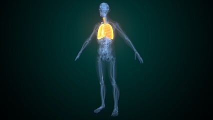 Male lungs anatomy. 3d render