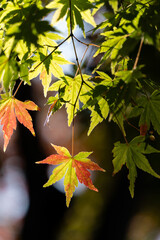 色づきはじめの紅葉