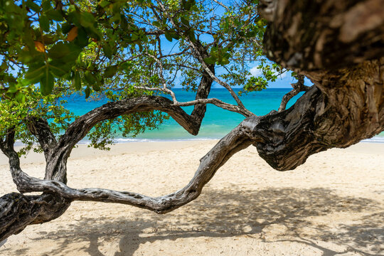 Gnarled Sea Grape Tree Frames Tranquil Caribbean Beach With Sandy Turquoise Sea Under Blue Sky