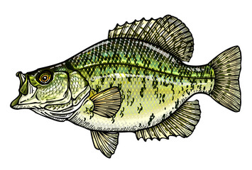 クラッピー（魚）