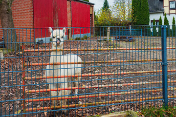 Obraz premium Llama stands behind a fence in an outdoor enclosure during autumn