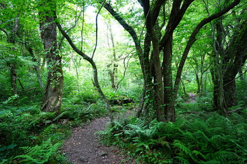 refreshing spring forest in the delightful sunlight